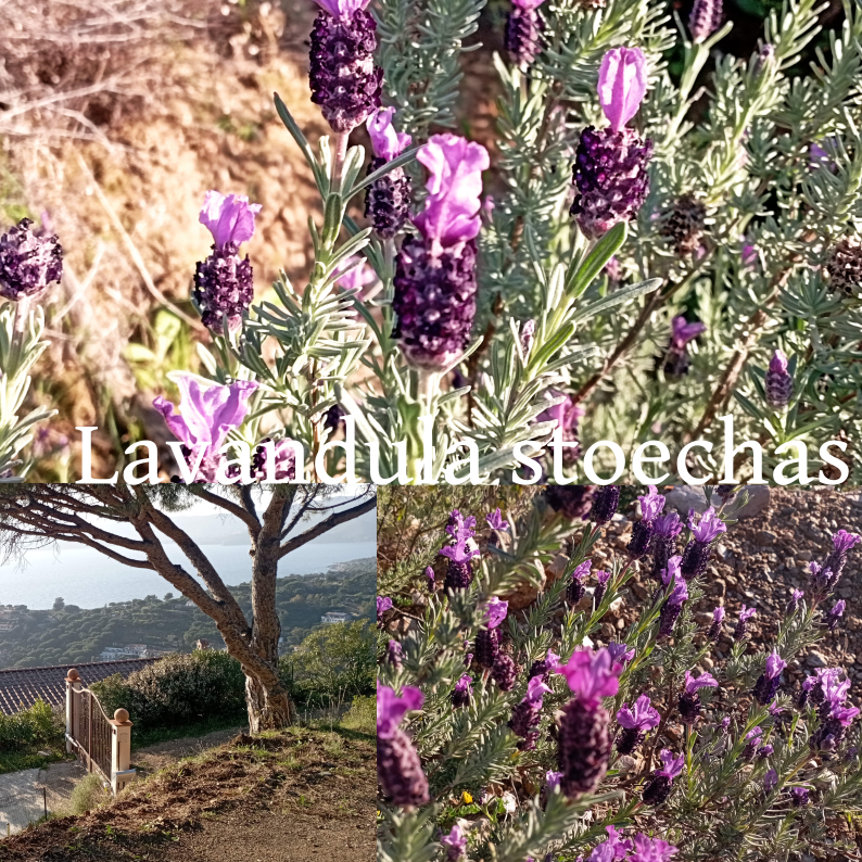 Quattro  Interessanti motivi per cui dovresti raccogliere la lavanda a spiga